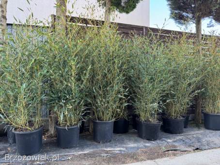 Bambusy Fargesia,  phyllostachys.  Żywopłot zimozielony.  Mrozoodporne.