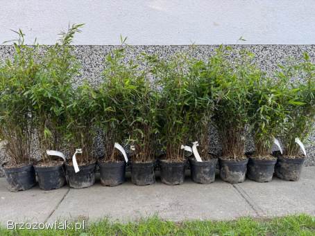 Bambusy Fargesia,  phyllostachys.  Żywopłot zimozielony.  Mrozoodporne.