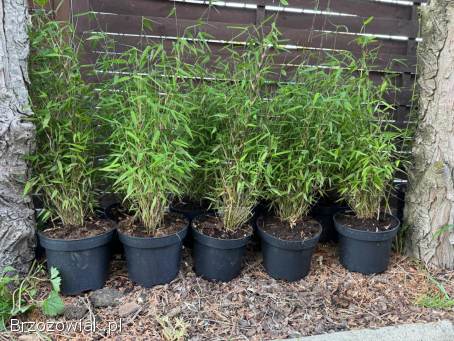 Bambusy Fargesia,  phyllostachys.  Żywopłot zimozielony.  Mrozoodporne.