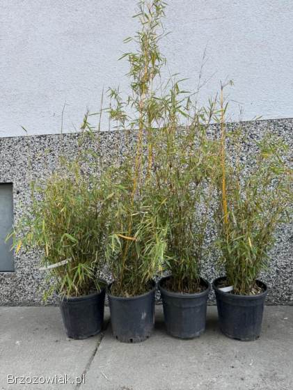 Bambusy Fargesia,  phyllostachys.  Żywopłot zimozielony.  Mrozoodporne.