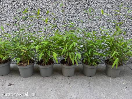 Bambusy Fargesia,  phyllostachys.  Żywopłot zimozielony.  Mrozoodporne.