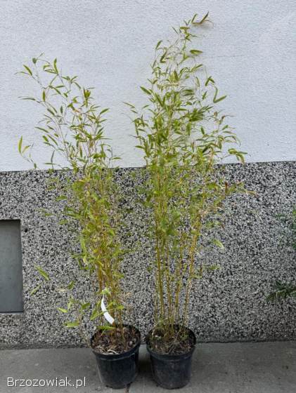Bambusy Fargesia,  phyllostachys.  Żywopłot zimozielony.  Mrozoodporne.