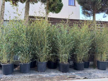 Bambusy Fargesia,  phyllostachys.  Żywopłot zimozielony.  Mrozoodporne.