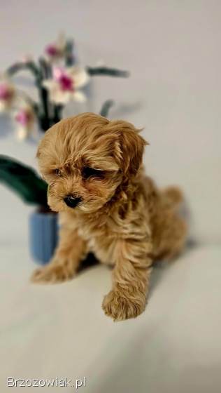 Maltipoo pieski gotoqe do odbioru