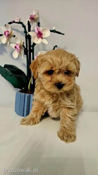 Maltipoo pieski gotoqe do odbioru