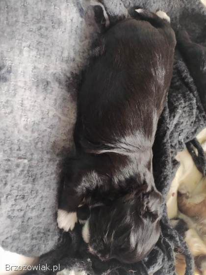 Shih Tzu z rodowodem SWKIPR