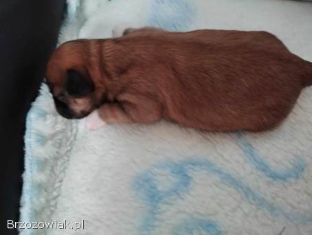 Shih Tzu z rodowodem SWKIPR
