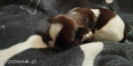 Shih Tzu z rodowodem SWKIPR