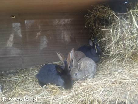 Młode króliki na sprzedaż do dalszego chowu