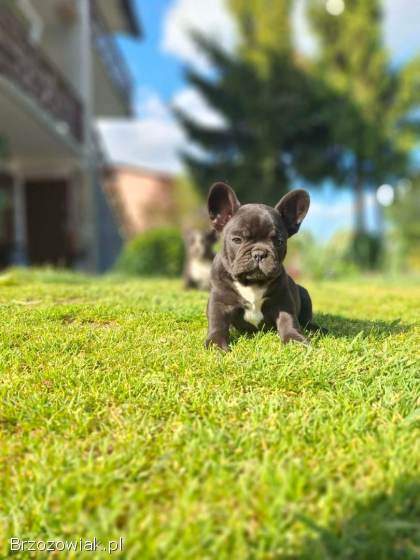 Buldog francuski