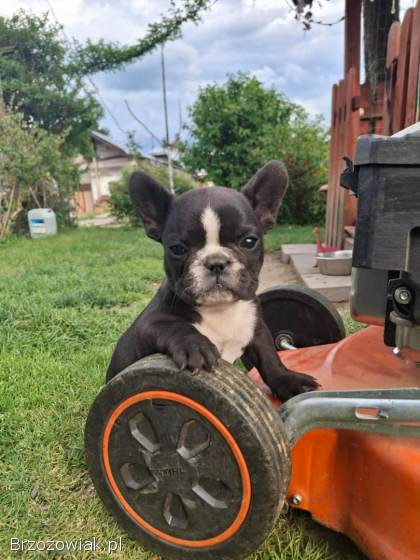 Buldog francuski