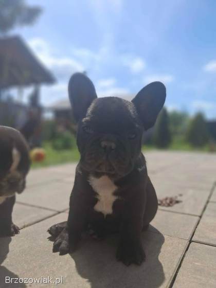 Buldog francuski
