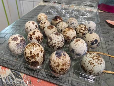 Jaja lęgowe przepiórek japońskich mix kolorów