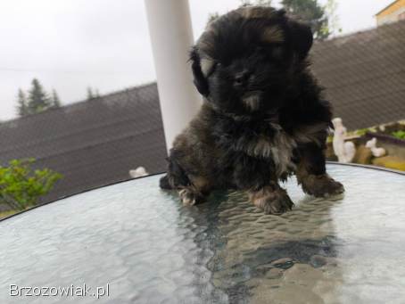 Shih tzu,  pekinczyk