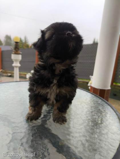 Shih tzu,  pekinczyk