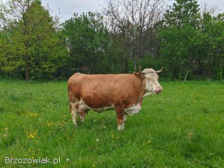 Krowa cielna 10 letnia