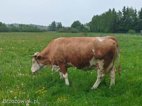 Krowa cielna 10 letnia