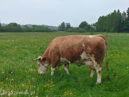 Krowa cielna 10 letnia