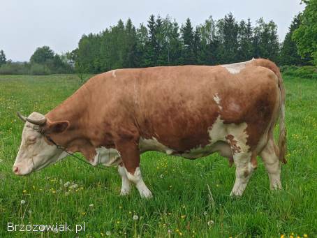 Krowa cielna 10 letnia