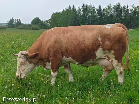 Krowa cielna 10 letnia