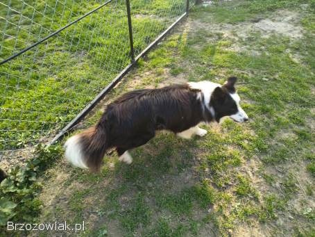 Pies Border collie rodowód chip roczny