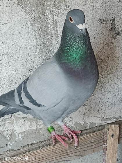Golebie pocztowe