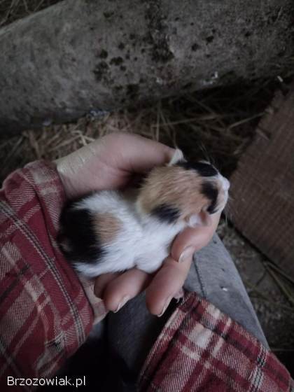 Oddam małe kotki w dobre ręce; koty,  kotki