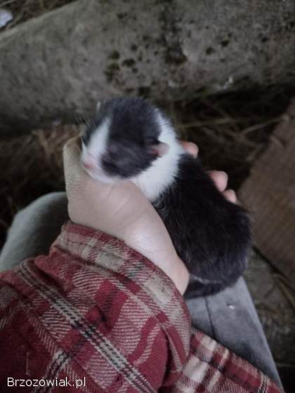 Oddam małe kotki w dobre ręce; koty,  kotki