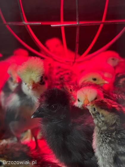 Kurczeta Leghorn czubatka Kochin min.  Przepiórka faraon 5dniowe