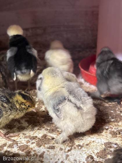 Kurczeta Leghorn czubatka Kochin min.  Przepiórka faraon 5dniowe