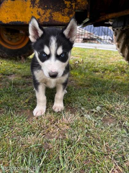 Szczenięta Husky szukają nowych domów