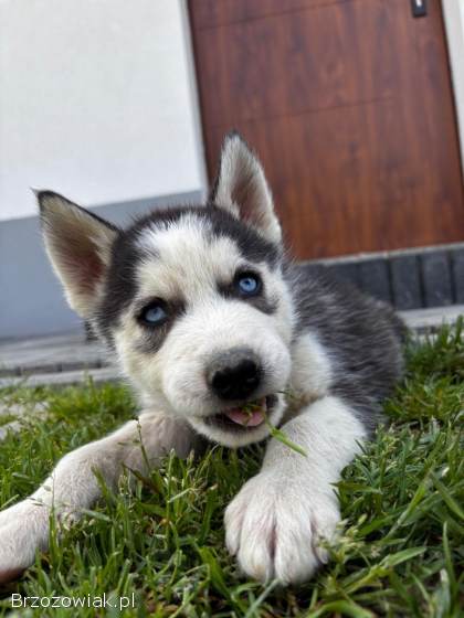 Szczenięta Husky szukają nowych domów