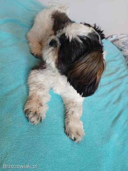 Shih Tzu