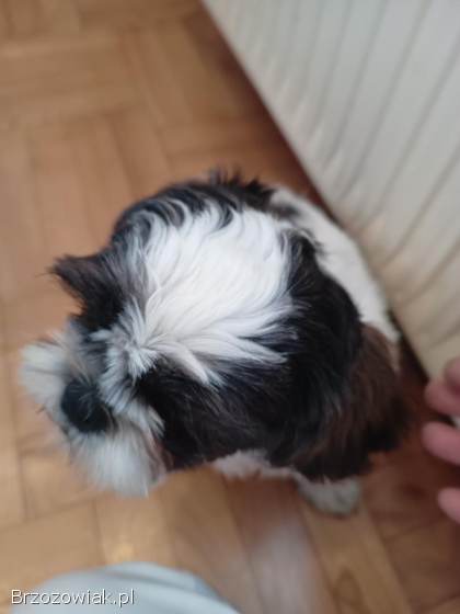 Shih Tzu