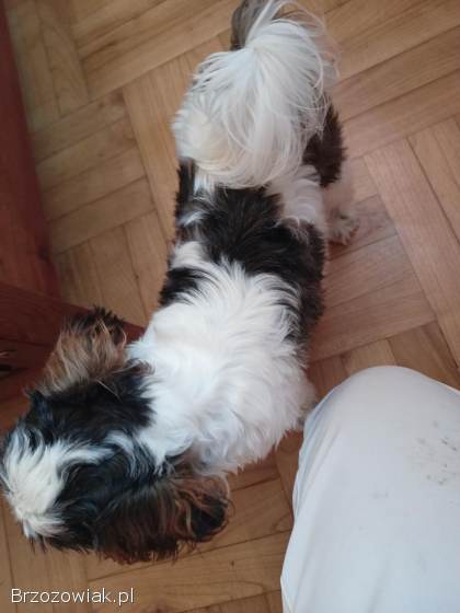 Shih Tzu