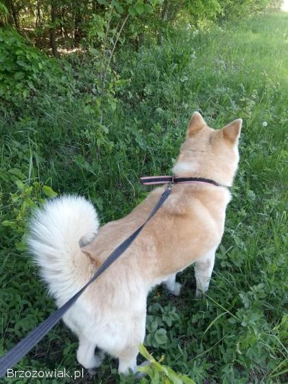 Akita Inu Japońska Suczka Oddam w dobre ręce