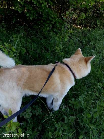 Akita Inu Japońska Suczka Oddam w dobre ręce