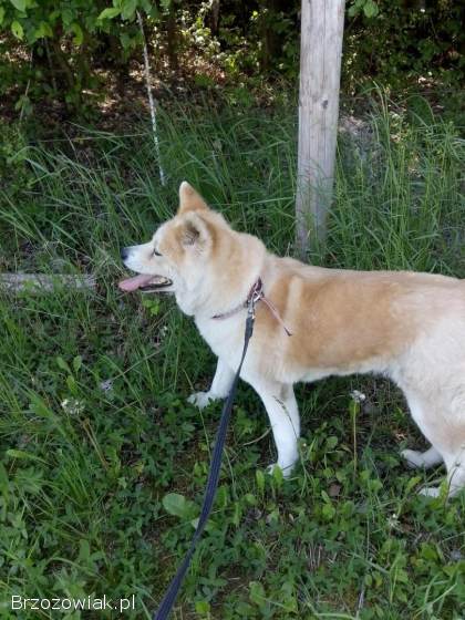 Akita Inu Japońska Suczka Oddam w dobre ręce