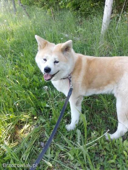 Akita Inu Japońska Suczka Oddam w dobre ręce
