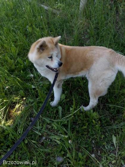 Akita Inu Japońska Suczka Oddam w dobre ręce