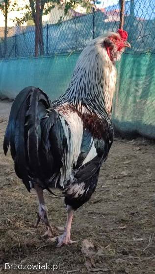 Araukana ogoniasta