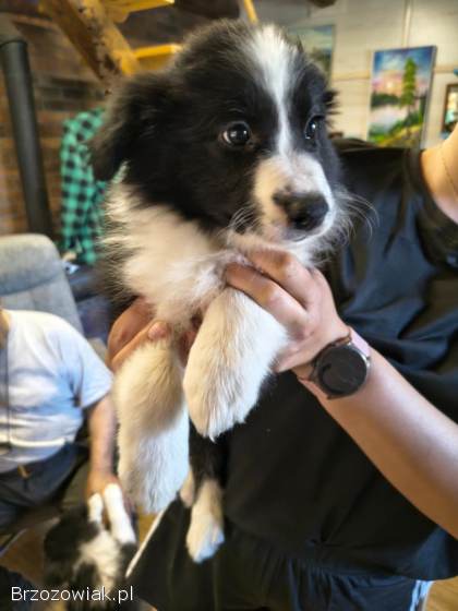 Suczki border collie