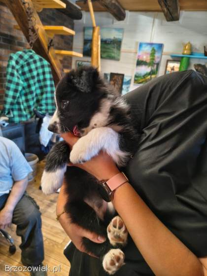 Suczki border collie