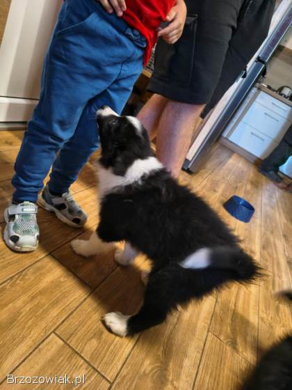 Suczki border collie