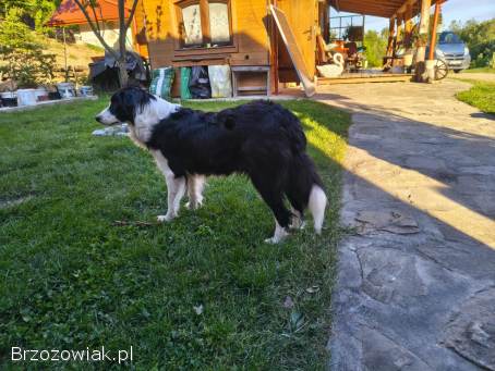 Suczki border collie