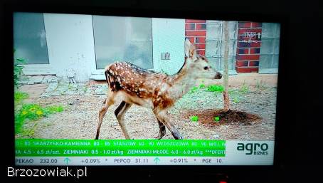 Telewizor Sencor 32 3281M4 SMART TV MIRACAST