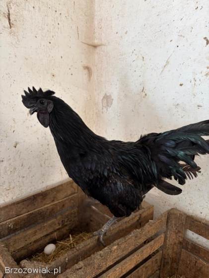 Kogut Ayam Cemani