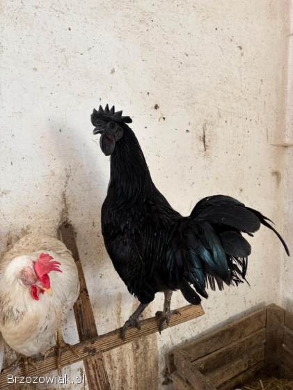 Kogut Ayam Cemani