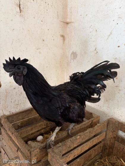 Kogut Ayam Cemani