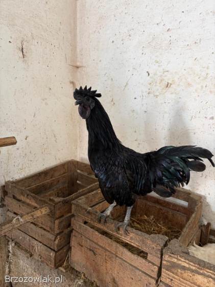 Kogut Ayam Cemani